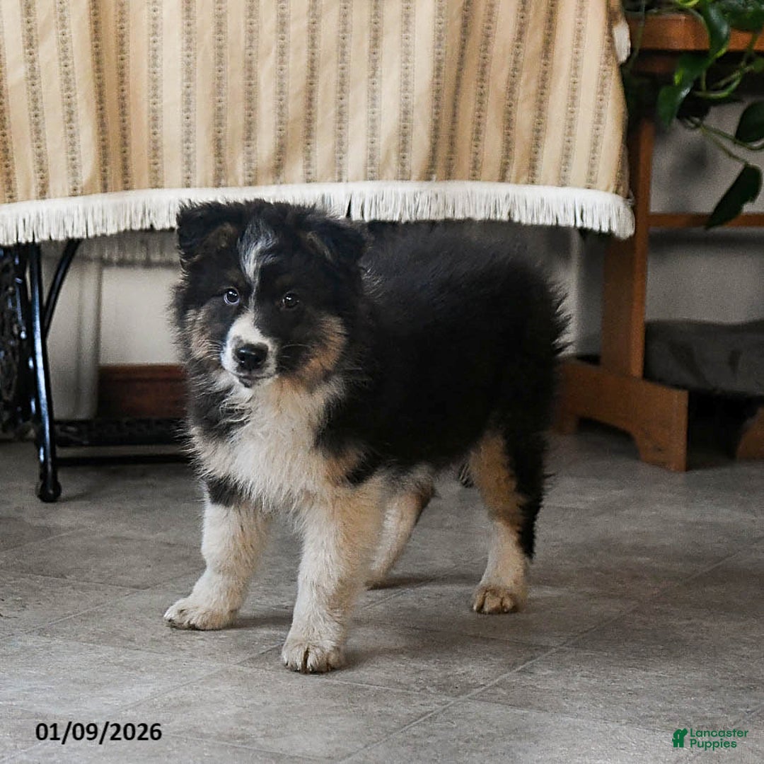 Australian Shepherd dogs for sale: Baxter - Ad 1