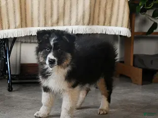 Australian Shepherd dogs Baxter - Ad 14