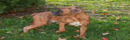 Boxer dogs for sale: Jerome - Ad 3