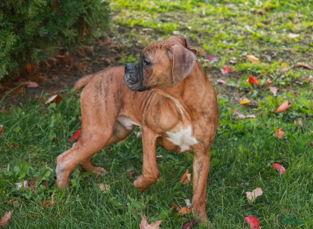Boxer dogs for sale: Jerome - Ad 3