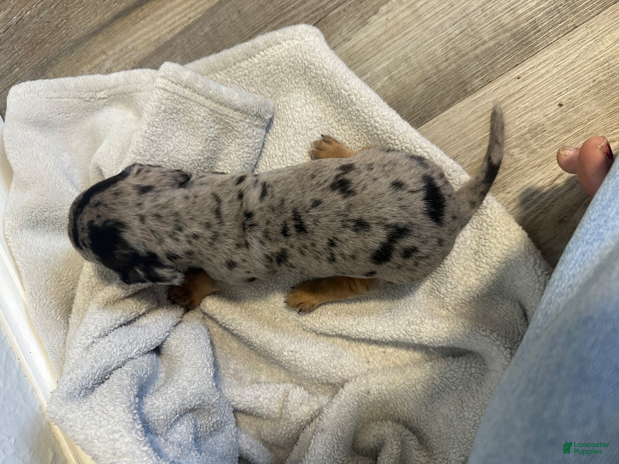 Miniature Dachshund dogs Juliette - Ad 2