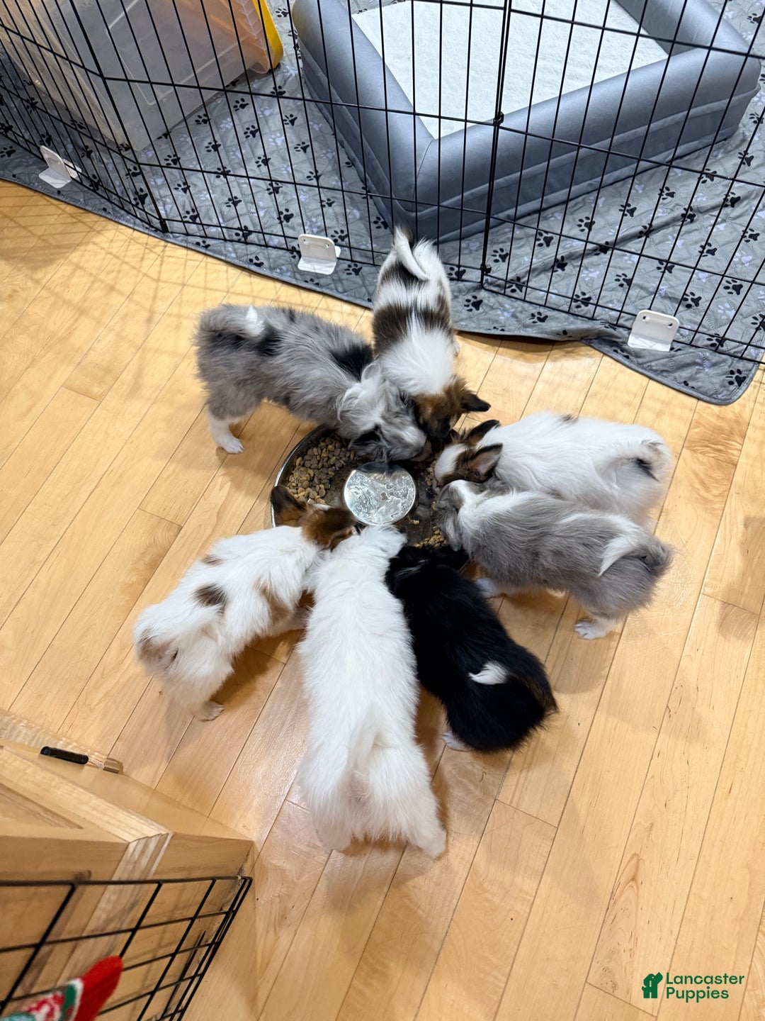 Mixed Breed dogs for sale: Slate - Ad 13
