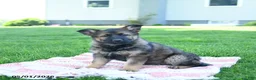 German Shepherd dogs for sale: Cassie   - Ad 4