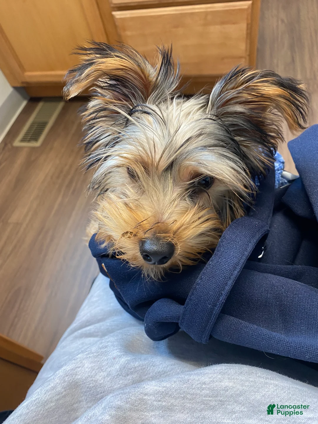 Yorkshire Terrier dogs for sale: Yorkshire Terrier Puppy 1 - Ad 5