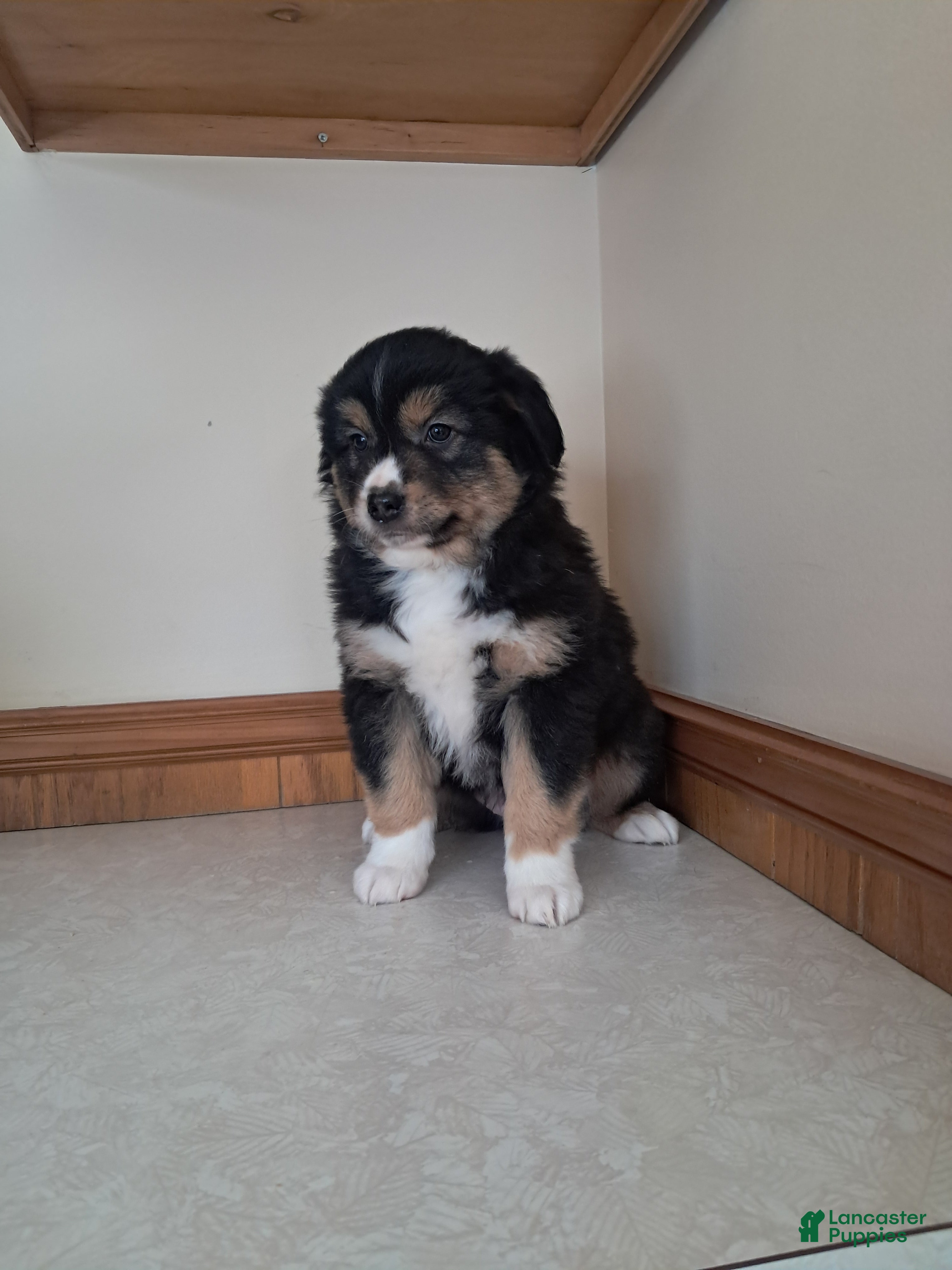 Miniature Australian Shepherd dogs Miniature Australian Shepherd Puppy 1 - Ad 2