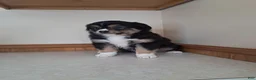 Miniature Australian Shepherd dogs for sale: Miniature Australian Shepherd Puppy 1 - Ad 2