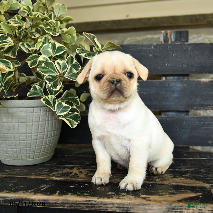 Pug dogs Rufus - Ad 2
