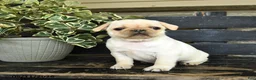 Pug dogs for sale: Rufus - Ad 2