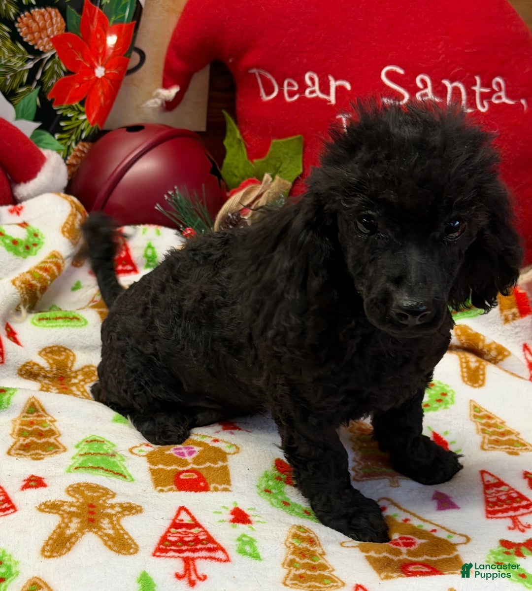 Toy Poodle dogs for sale: Arlo - Ad 3