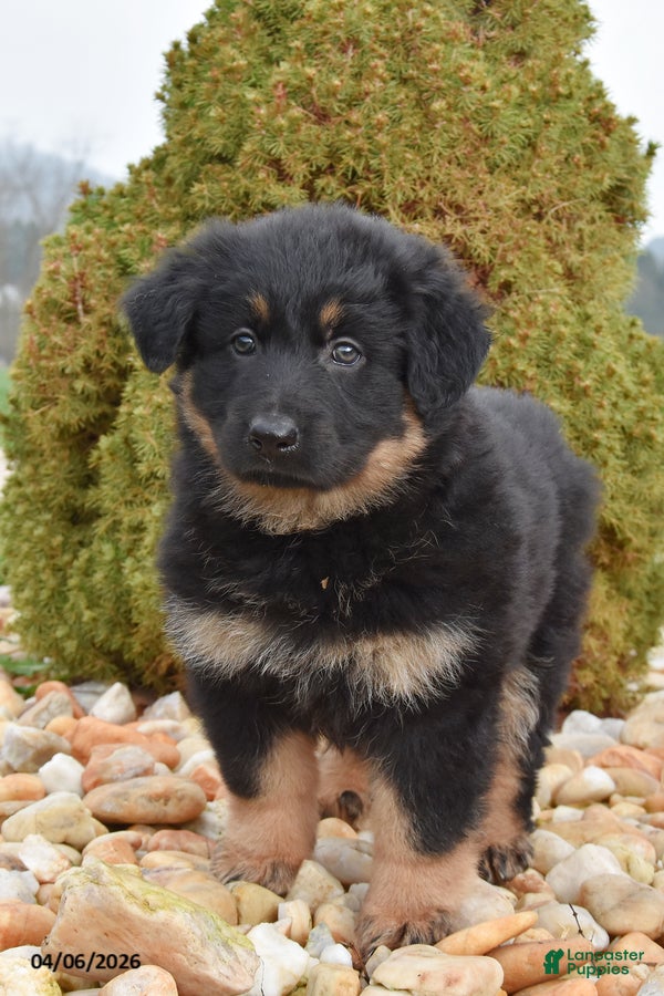 Mixed Breed dogs Mae - Ad 1