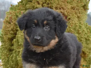 Mixed Breed dogs for sale: Mae - Ad 2