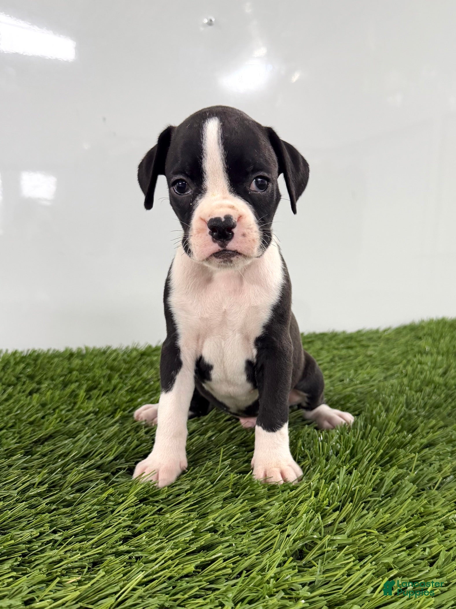 Boxer dogs Mylo - Ad 2