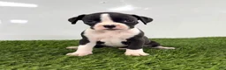 Boxer dogs for sale: Mylo - Ad 2
