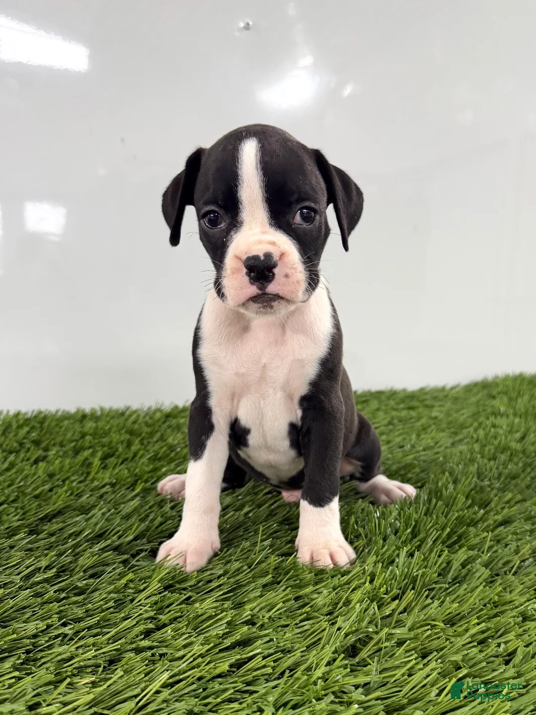 Boxer dogs for sale: Mylo - Ad 2