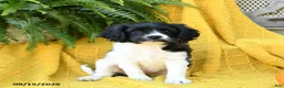 Cavachon dogs for sale: Ivy - Ad 3