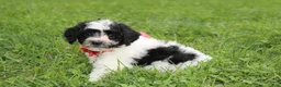 Yorkiepoo dogs for sale: Ryder - Ad 12