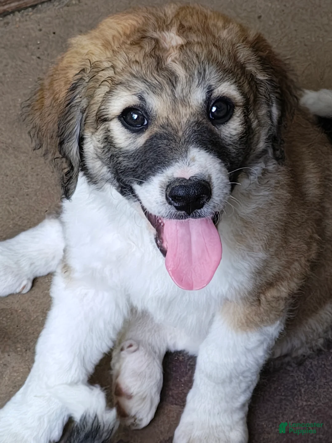 Mixed Breed dogs for sale: Maple  - Ad 1