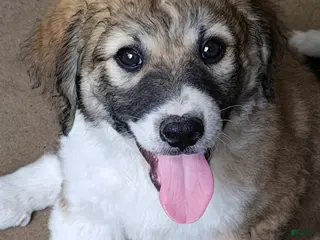 Mixed Breed dogs Maple - Ad 13