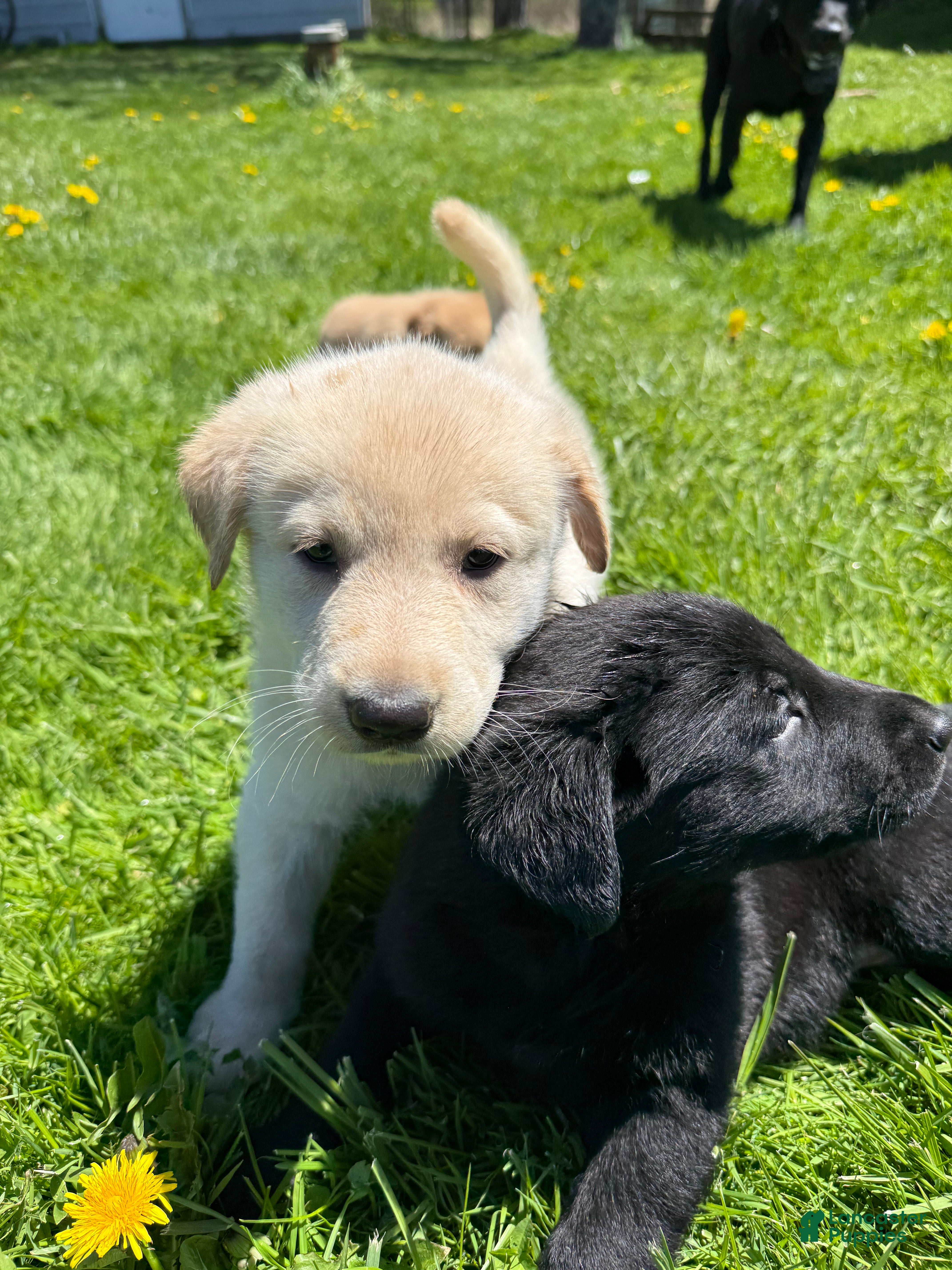 Sheprador dogs Marshmallow - Ad 6