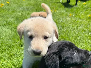 Sheprador dogs Marshmallow - Ad 6