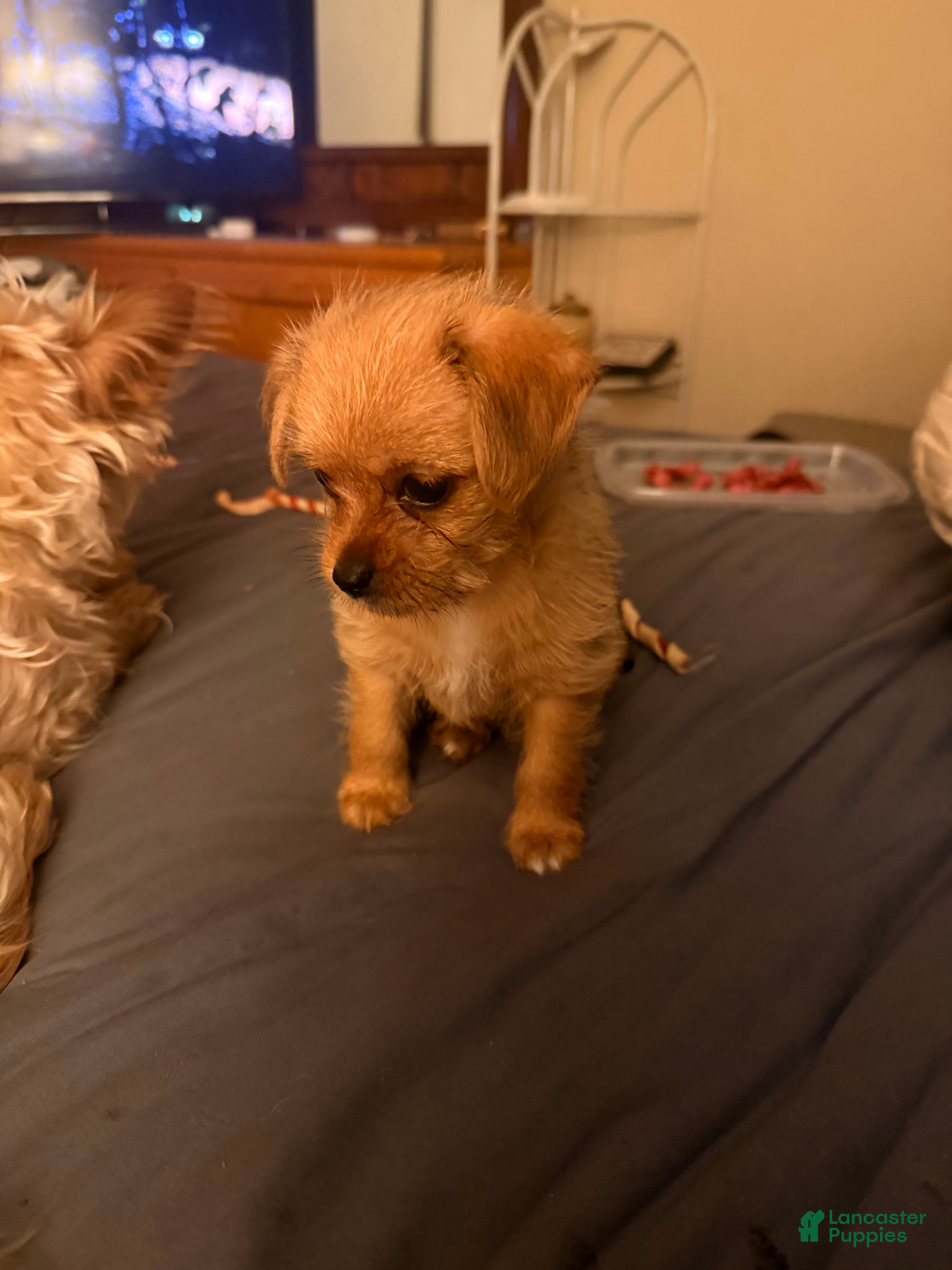 Shorkie dogs Shorkie Puppy 1 - Ad 2