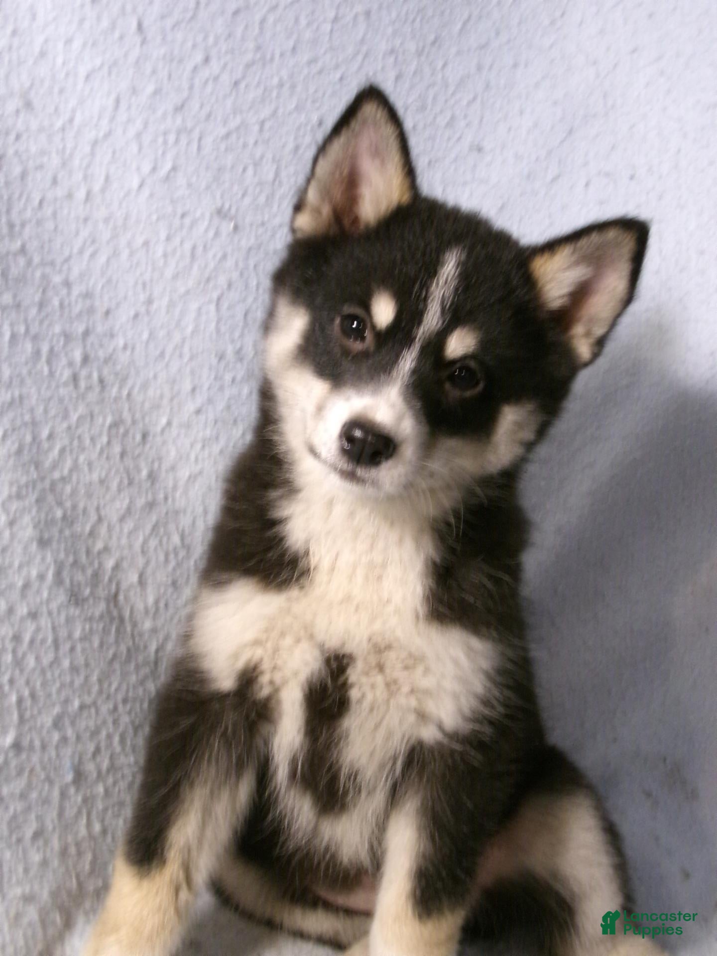 Pomsky dogs for sale: Patsy - Ad 2
