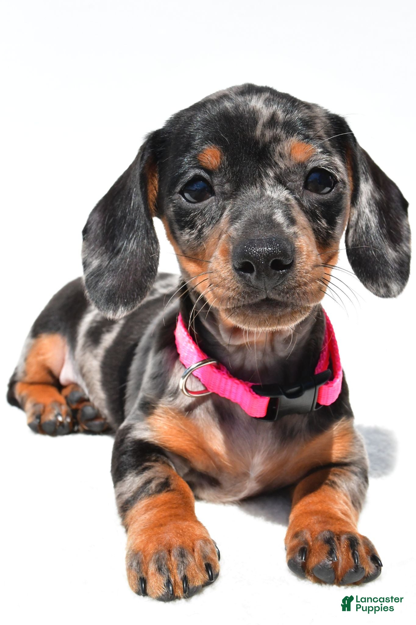 Miniature Dachshund dogs Tulip - Ad 2