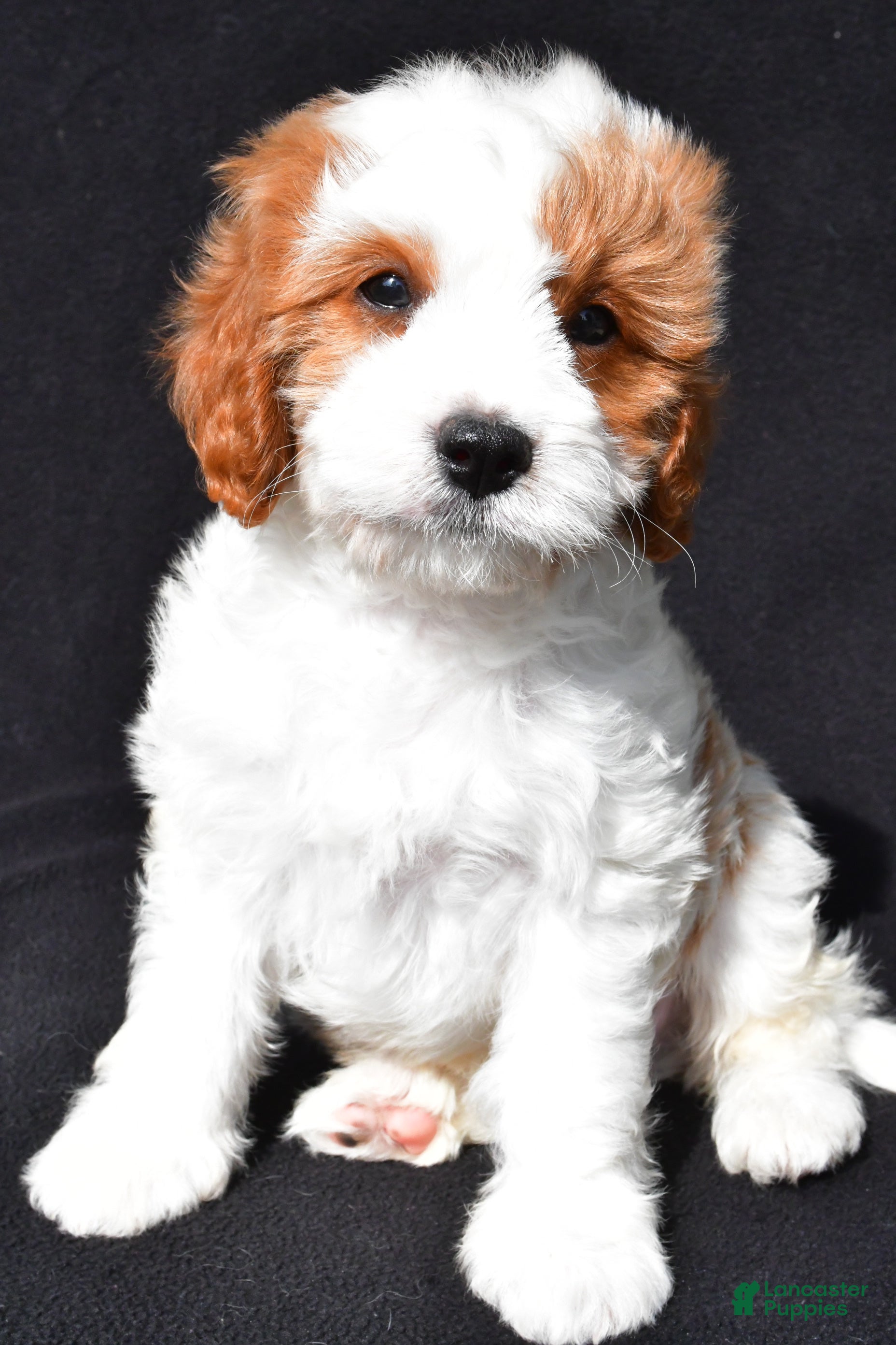 Cavapoo dogs Captain - Ad 2