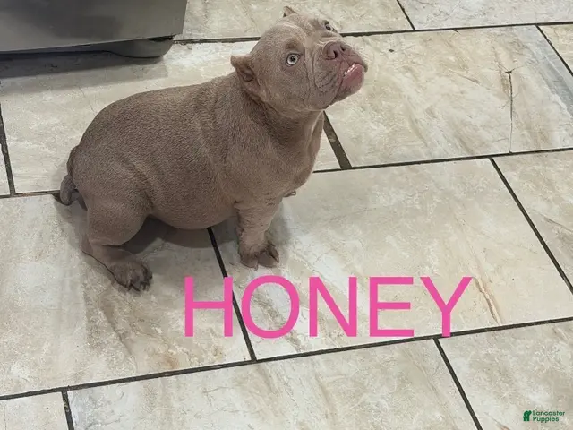 American Bully dogs for sale: American Bully 3 - Ad 2