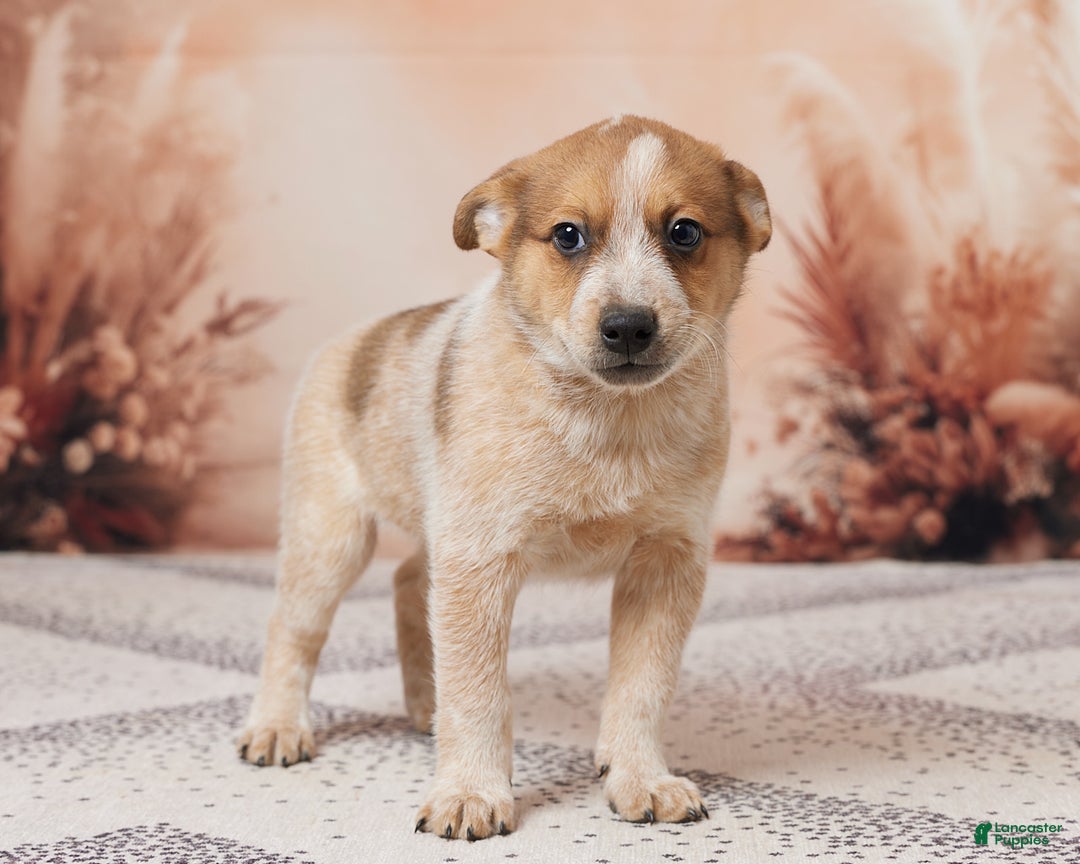 Australian Cattle Dog dogs for sale: Rocky - Ad 4