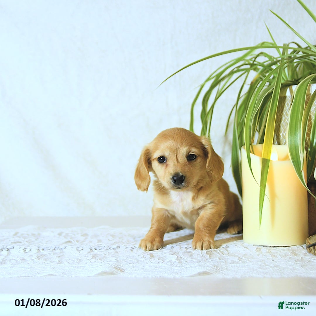 Dachshund dogs for sale: Missy - Ad 3