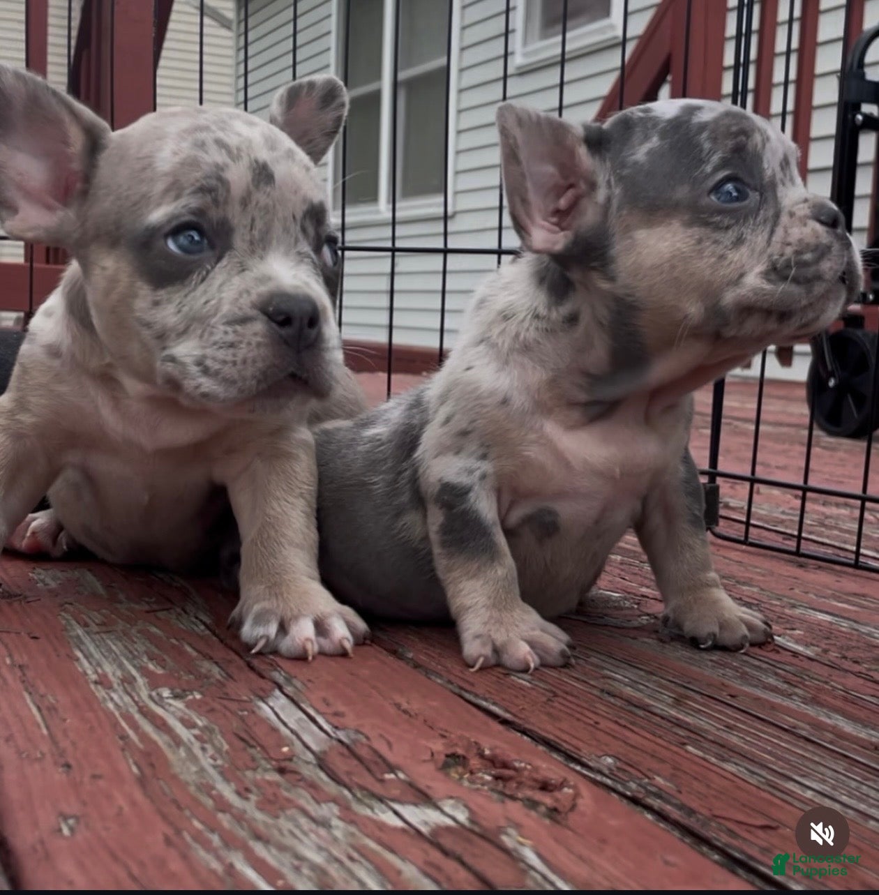 American Bully dogs American Bully 5 - Ad 25