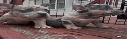 American Bully dogs for sale: American Bully 5 - Ad 1