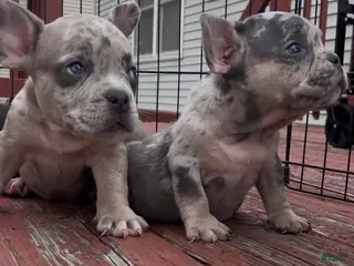 American Bully dogs American Bully 5 - Ad 25