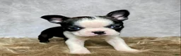 Boston Terrier dogs for sale: Daisy  - Ad 4