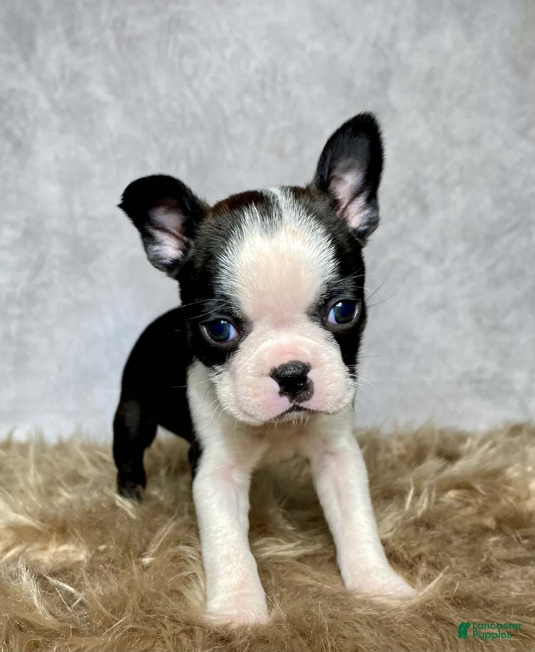 Boston Terrier dogs for sale: Daisy  - Ad 4