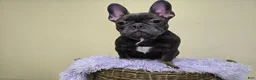 French Bulldog dogs for sale: Reba AKC frenchbulldog  - Ad 8
