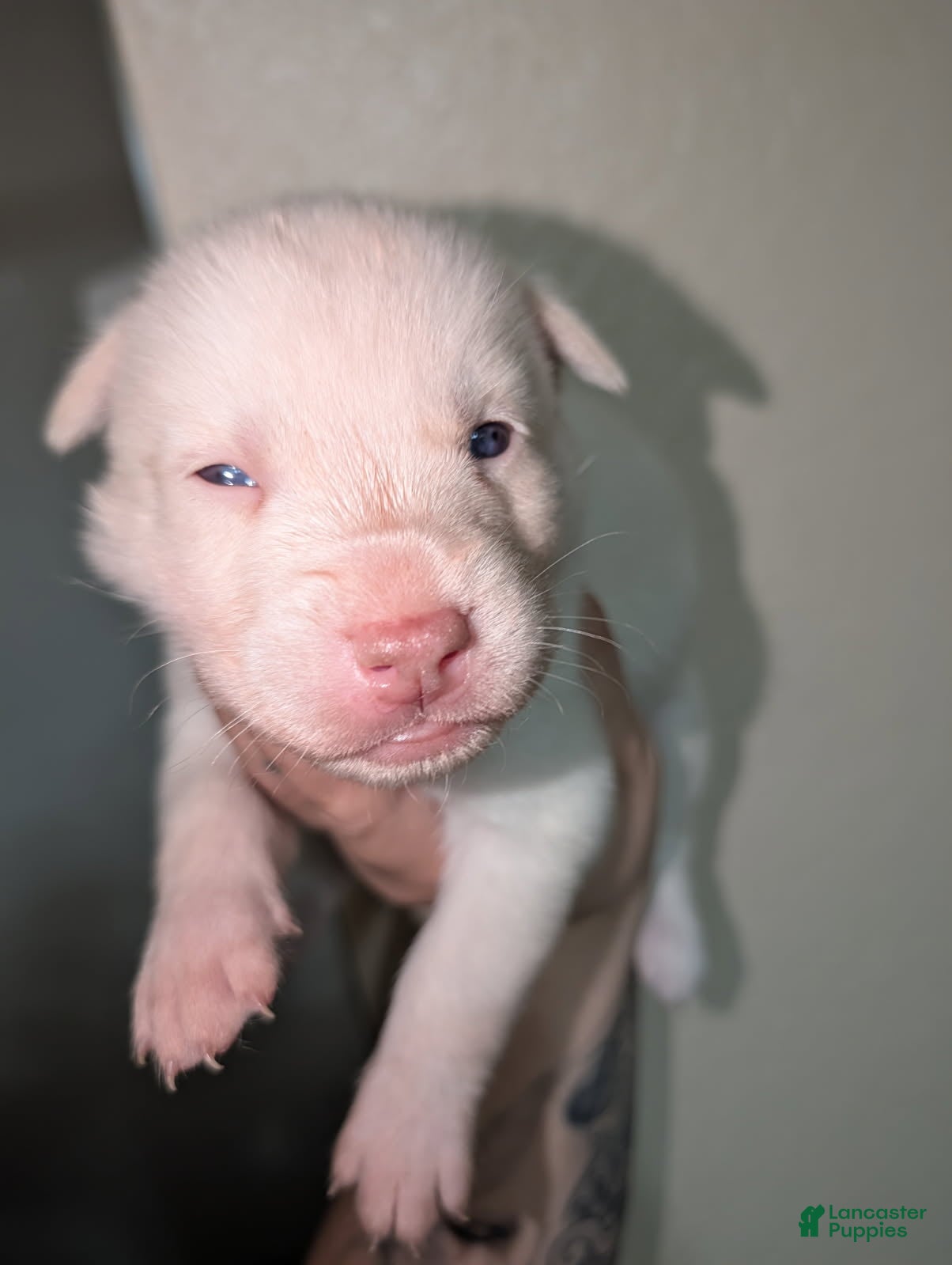Pitsky dogs Tina - Ad 1