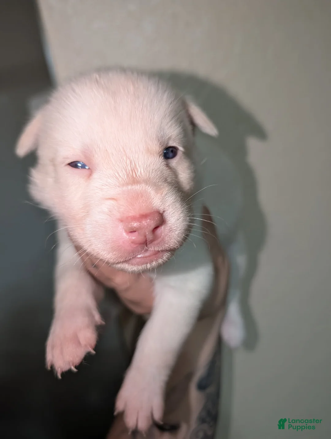 Pitsky dogs for sale: Tina - Ad 1