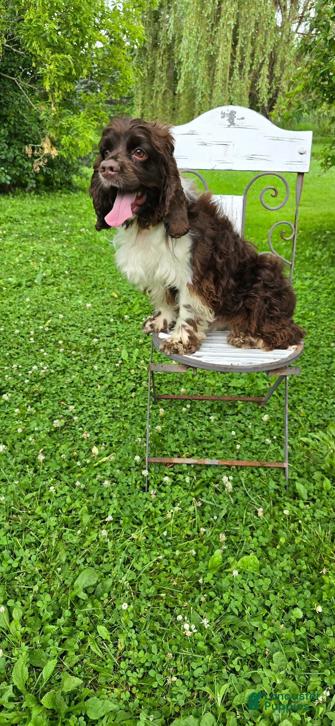 Cocker Spaniel dogs for sale: Benji - Ad 6