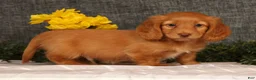 Miniature Dachshund dogs for sale: Johnny - Ad 7