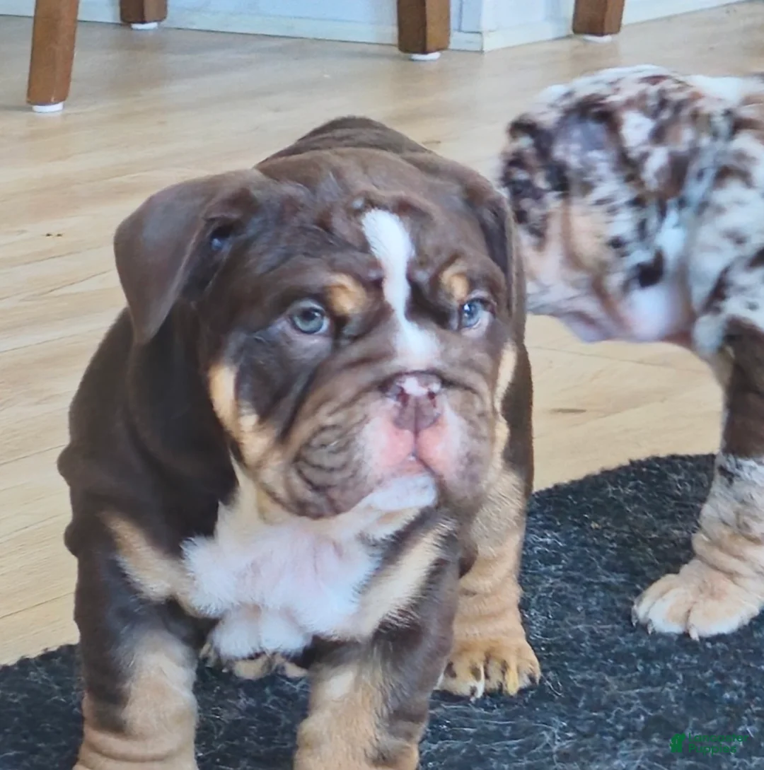 English Bulldog dogs for sale: English Bulldog Puppy 1 - Ad 4
