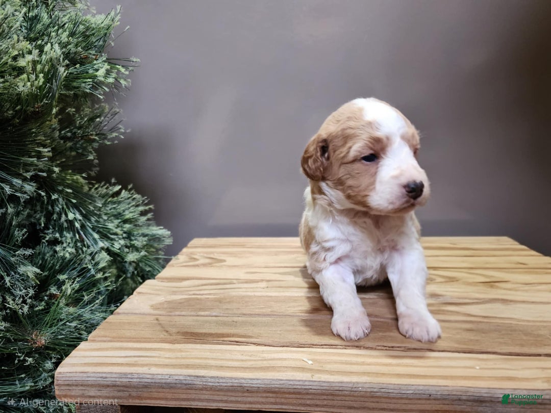 Mini Goldendoodle dogs for sale: Oma - Ad 14