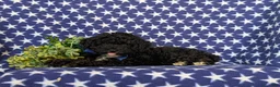 Toy Poodle dogs for sale: Corben 7 lbs Full Grown - Ad 4