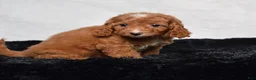 Cavapoo dogs for sale: Wendy - Ad 4