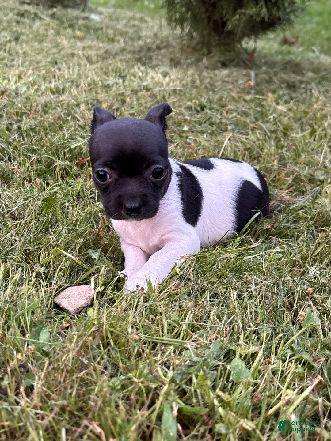 Chihuahua dogs for sale: Chelsea - Ad 3