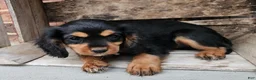 Cavalier King Charles Spaniel dogs for sale: Reeses - Ad 5