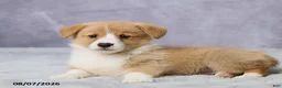 Welsh Corgi Pembroke dogs for sale: Atlas - Ad 6
