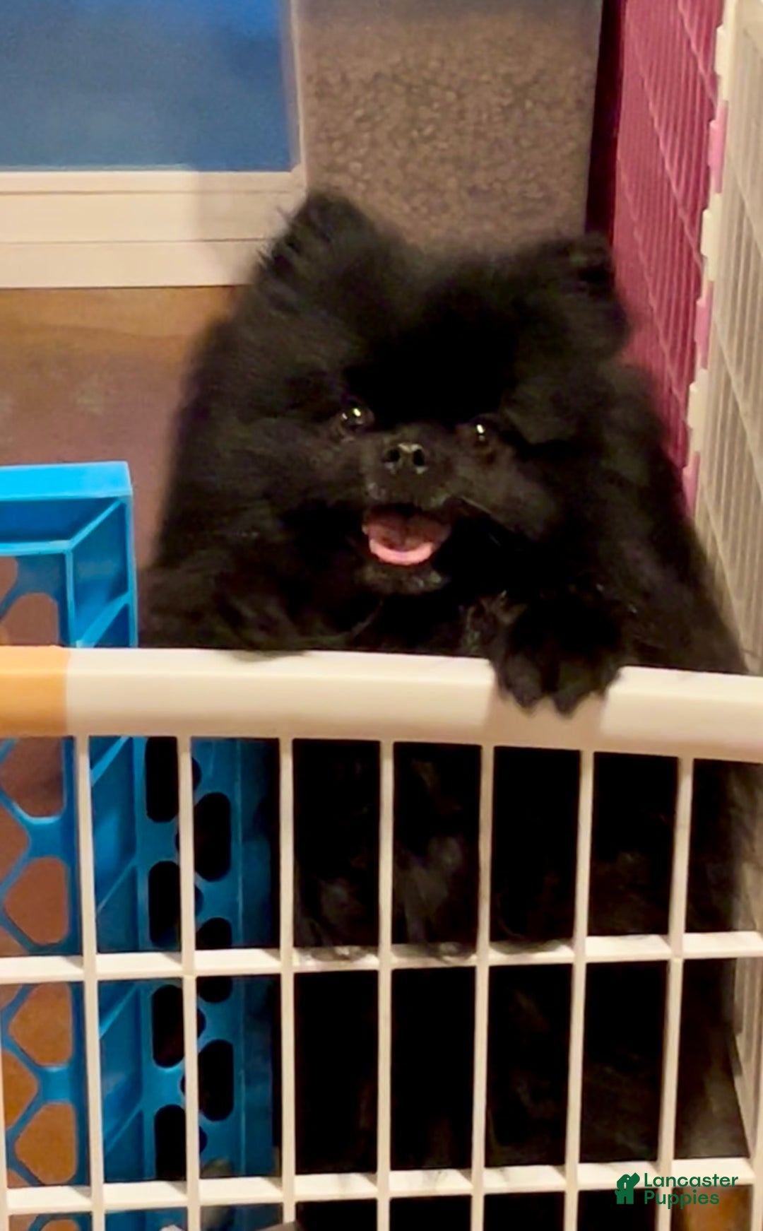 Gallery Image {{count}}