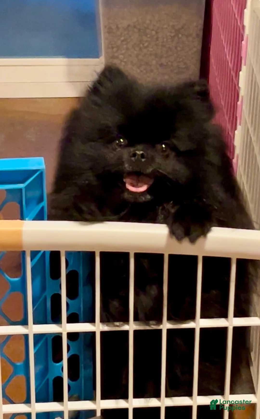 Gallery Image {{count}}